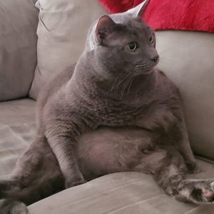 Meet your Posher, Sasha